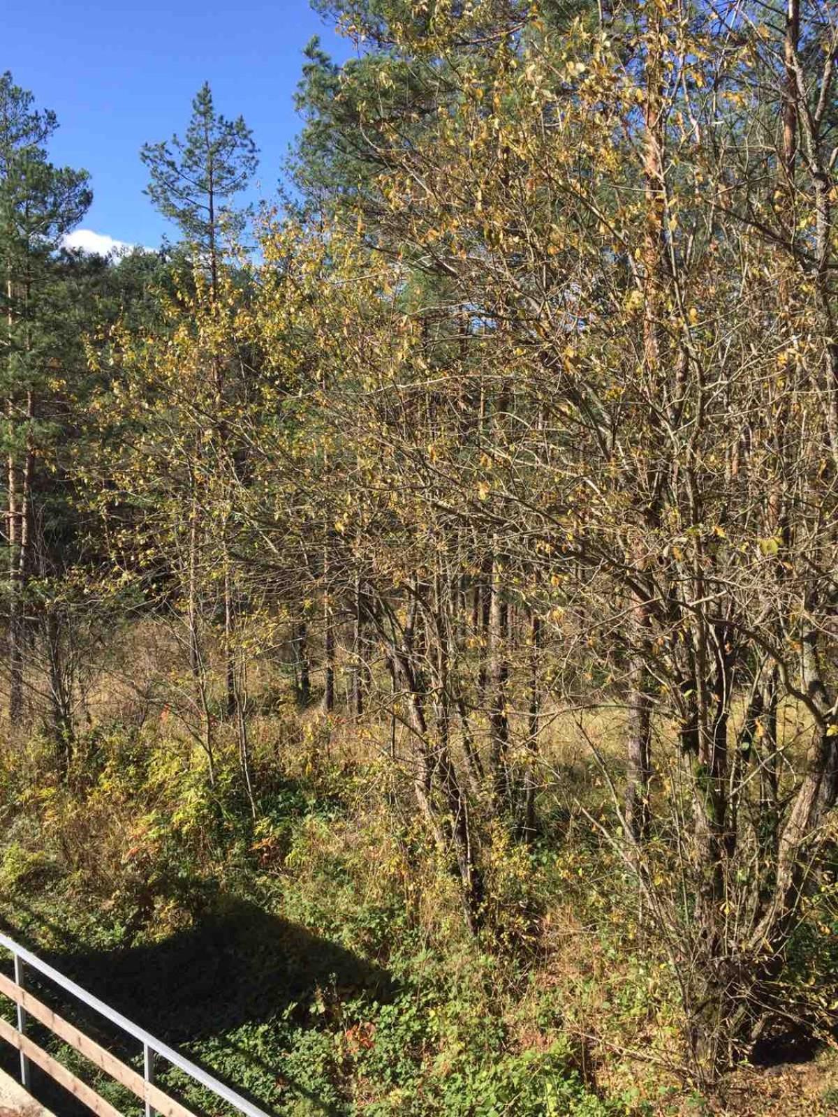 Appartamento Planinsko Srce Divčibare Esterno foto